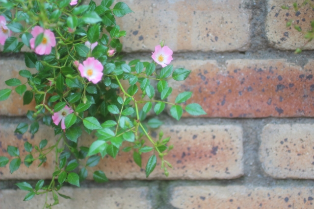 レンガを積み上げた塀とピンク色の花が咲く様子