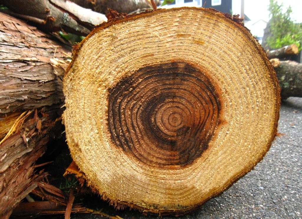 【保存版】一般住宅で使われる”木の種類と特徴”比較10選。杉の丸太